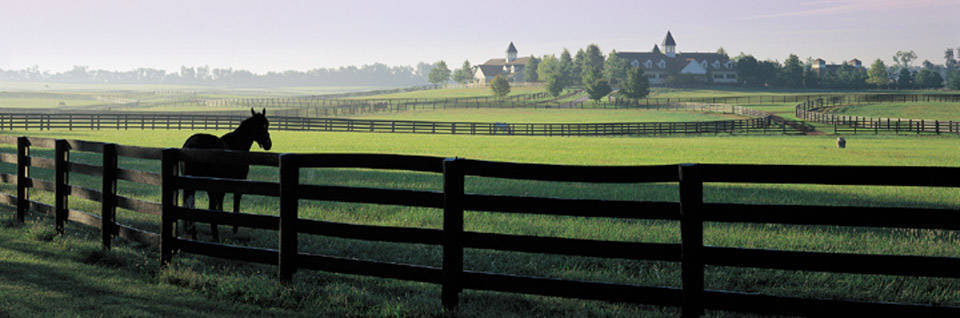horse banner