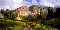 snowbird valley flower